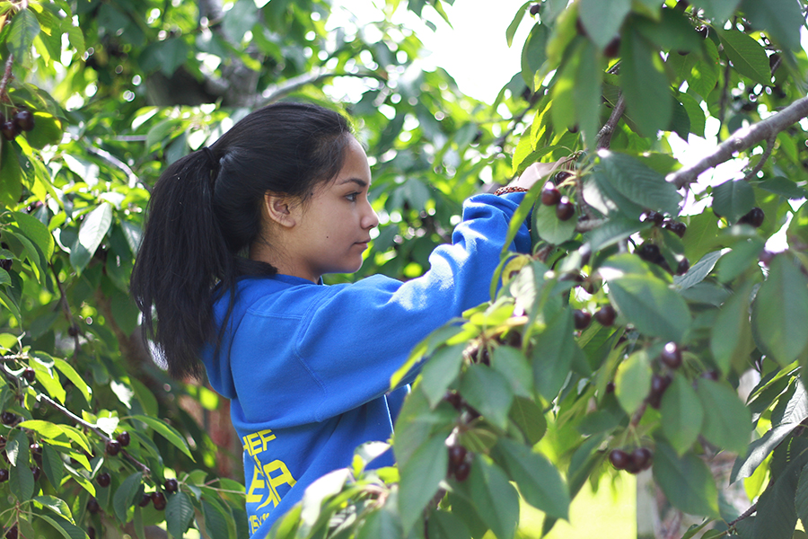 westview-orchards-cherry-picking-michigan1