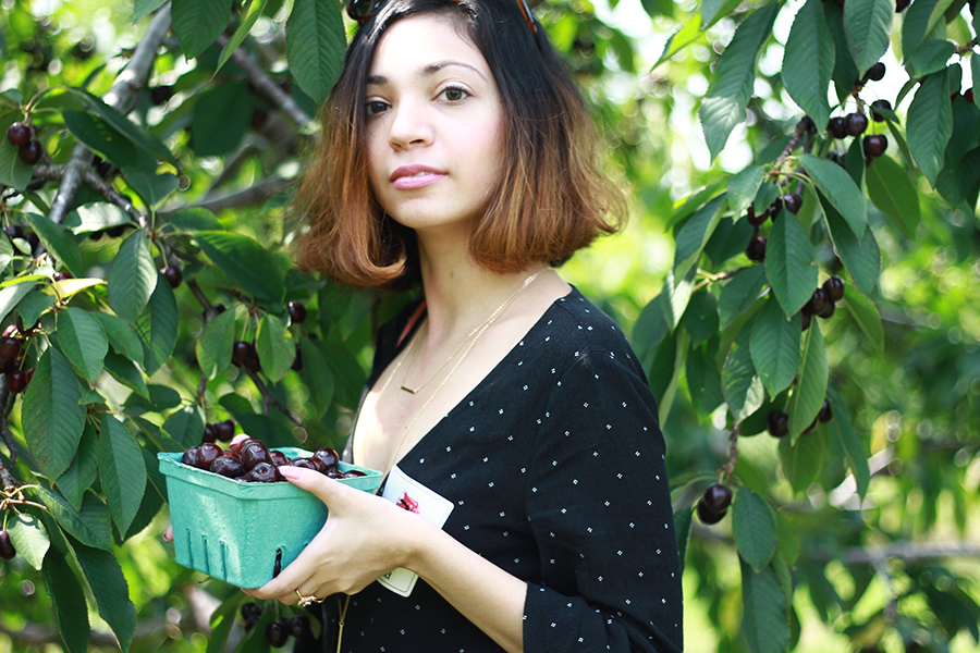 westview-orchards-cherry-picking-michigan13