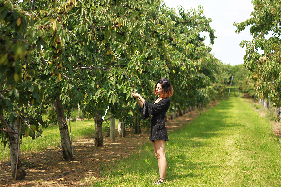 westview-orchards-cherry-picking-michigan16