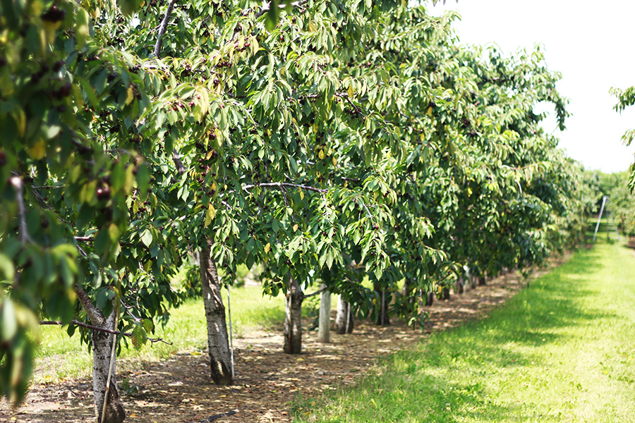 westview-orchards-cherry-picking-michigan17