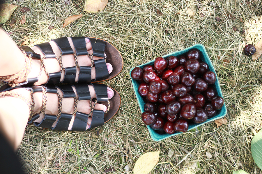 westview-orchards-cherry-picking-michigan3