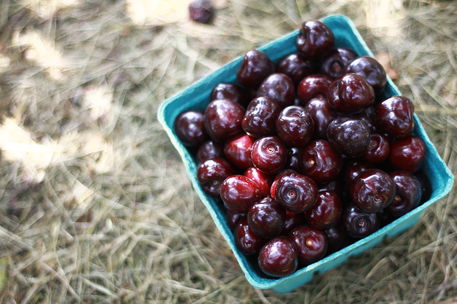 westview-orchards-cherry-picking-michigan5