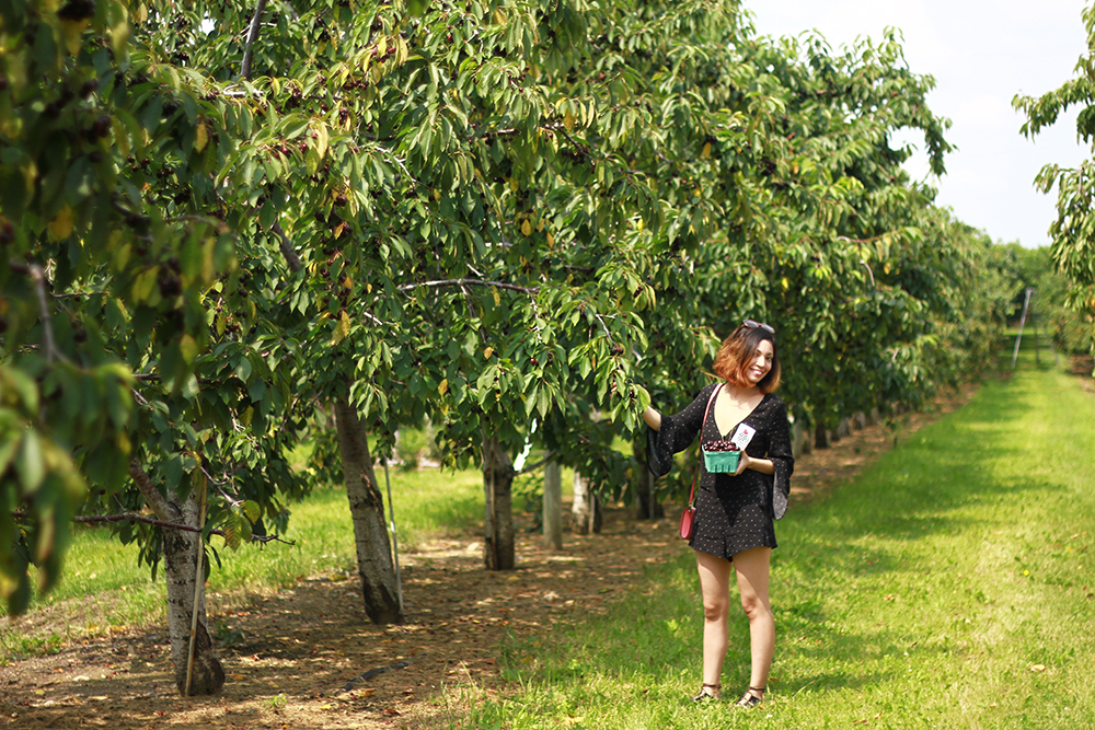 westview-orchards-cherry-picking-michigan8