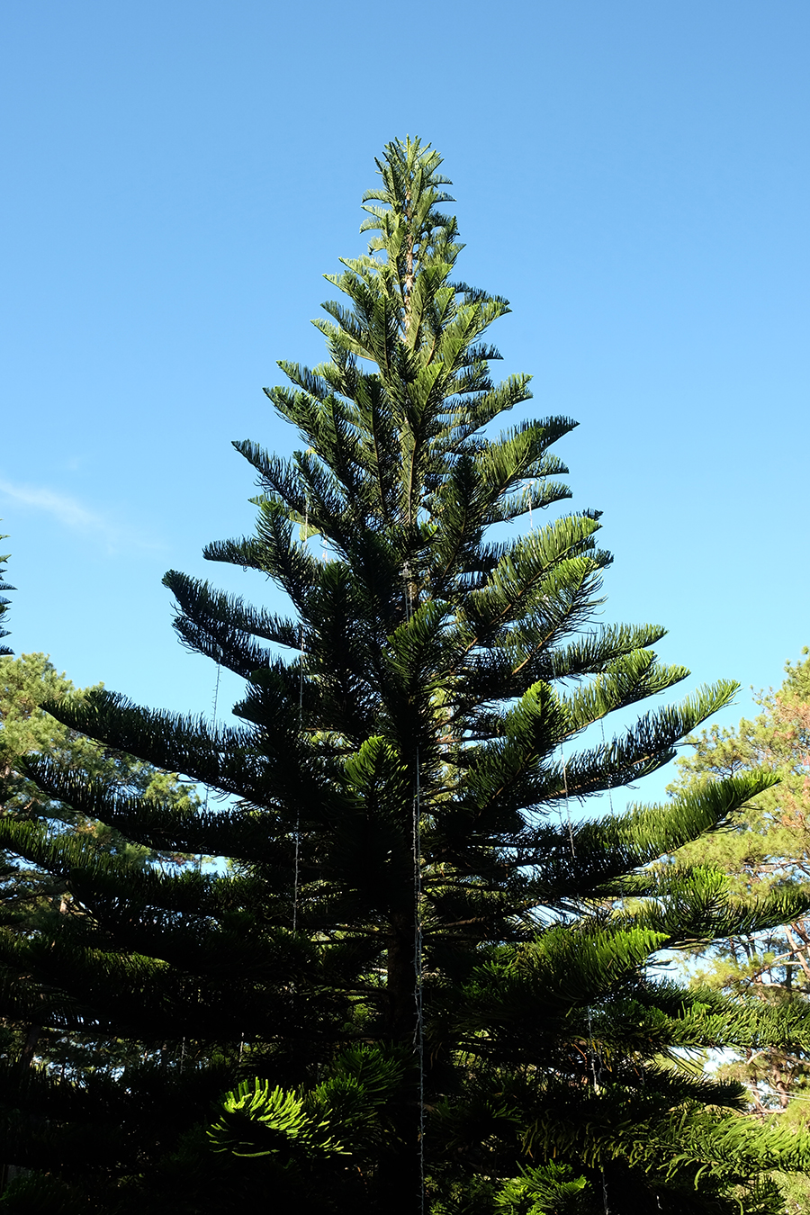 baguio-camp-john-hay6